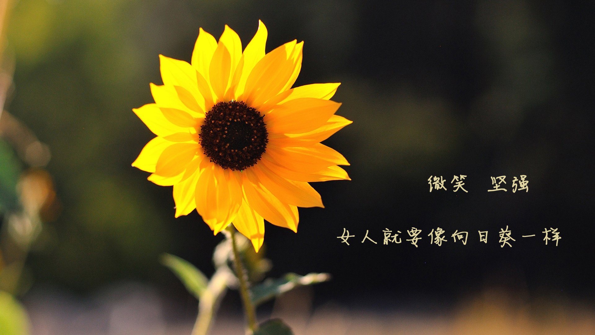 乐鱼体育官网网址-利物浦新援融入迅速，力图在欧冠走得更远