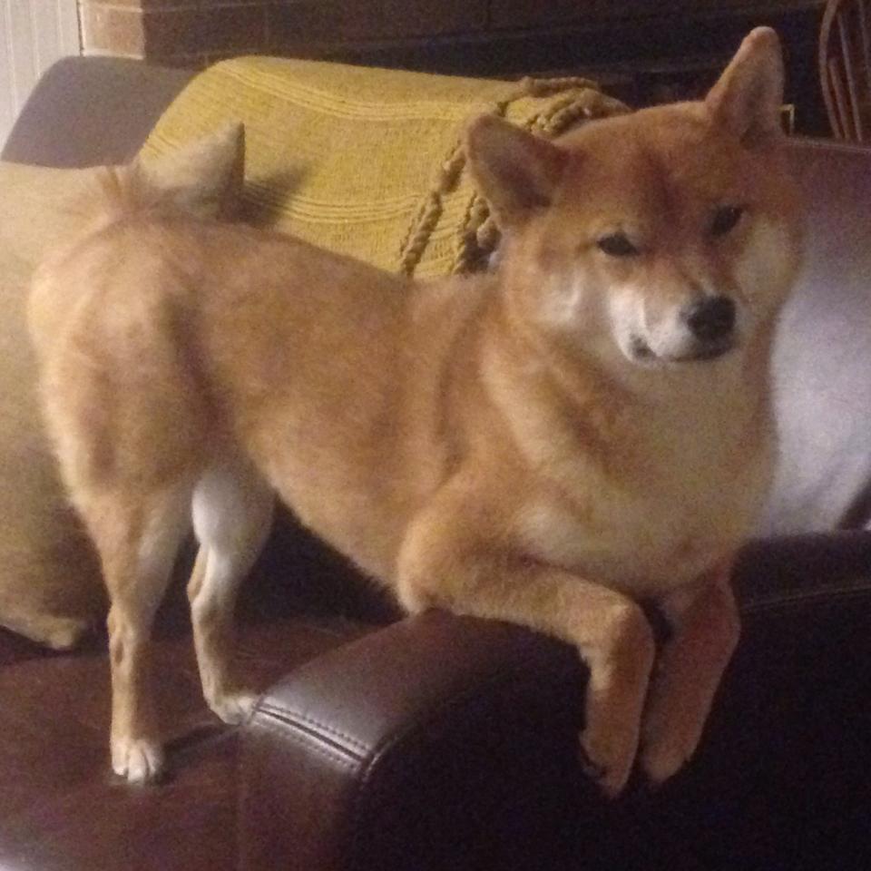 利物浦新援融入迅速,力图在欧冠走得更远