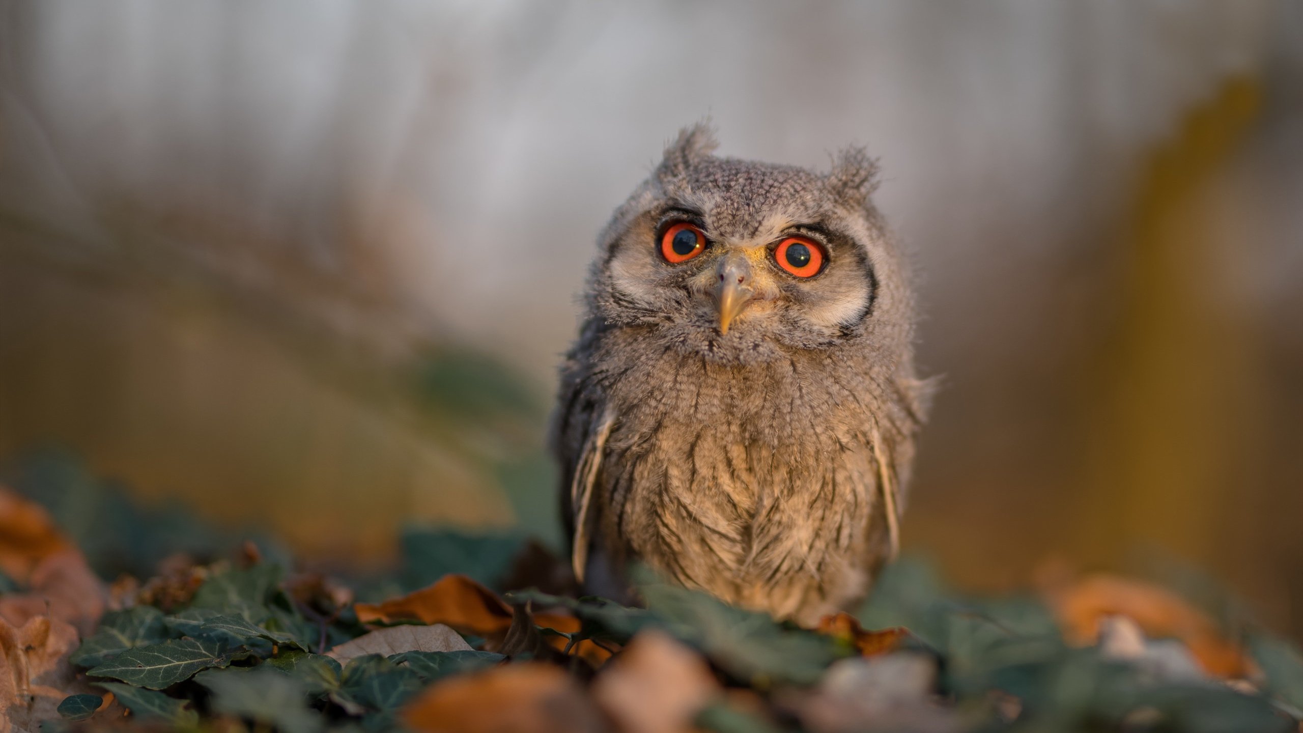 乐鱼体育app在线登录-张雨霏称备赛期间最怕受伤干扰节奏，张雨霏比赛时间