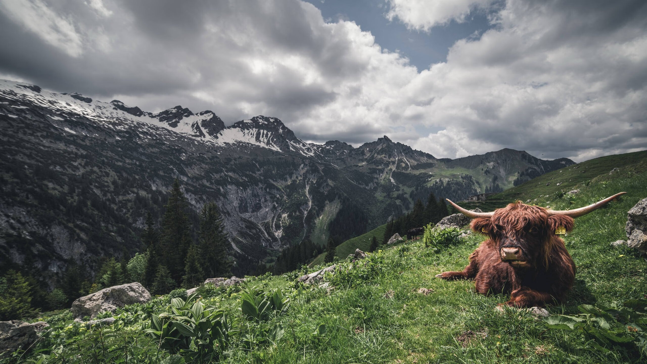 张雨霏称备赛期间最怕受伤干扰节奏,张雨霏比赛时间