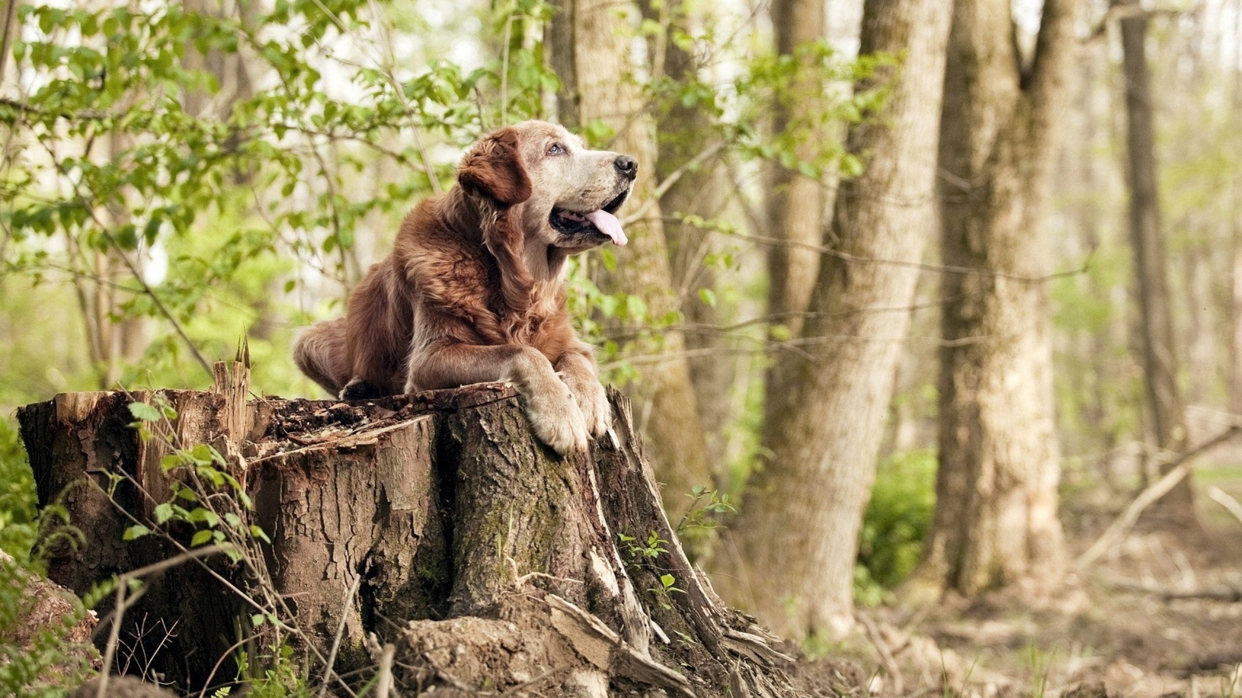 格鲁吉亚女篮在欧洲锦标赛中崭露头角,迈向国际舞台,格鲁吉欧女王vs